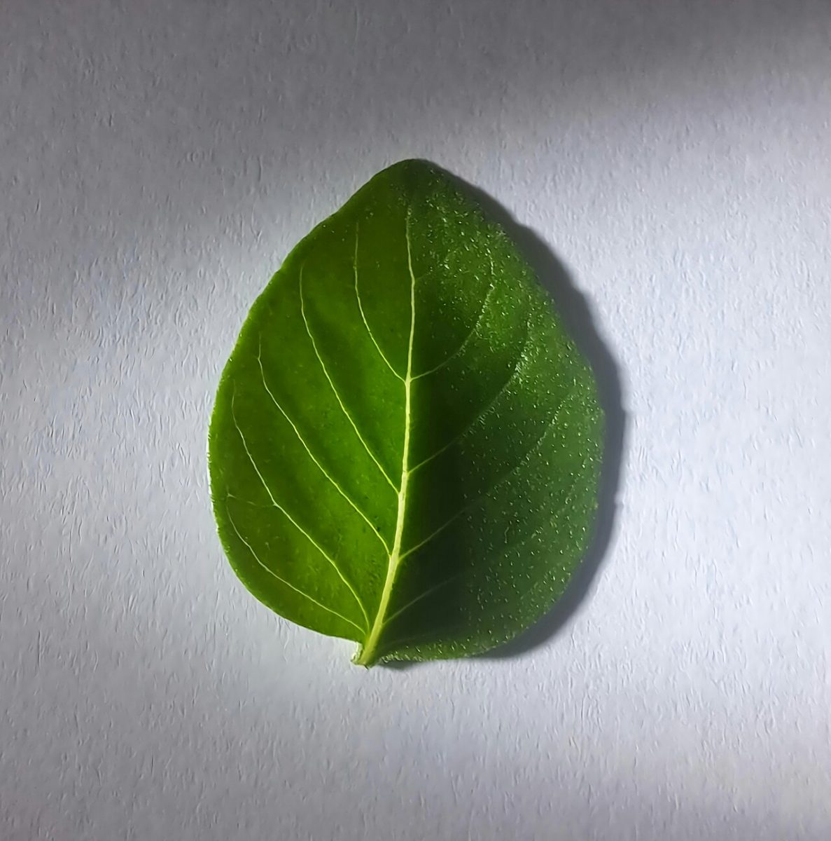 Basilic