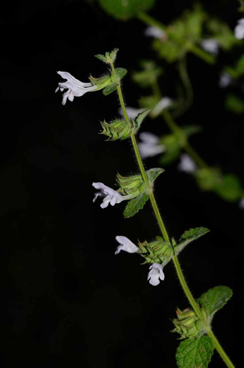 Mélisse citronnelle
