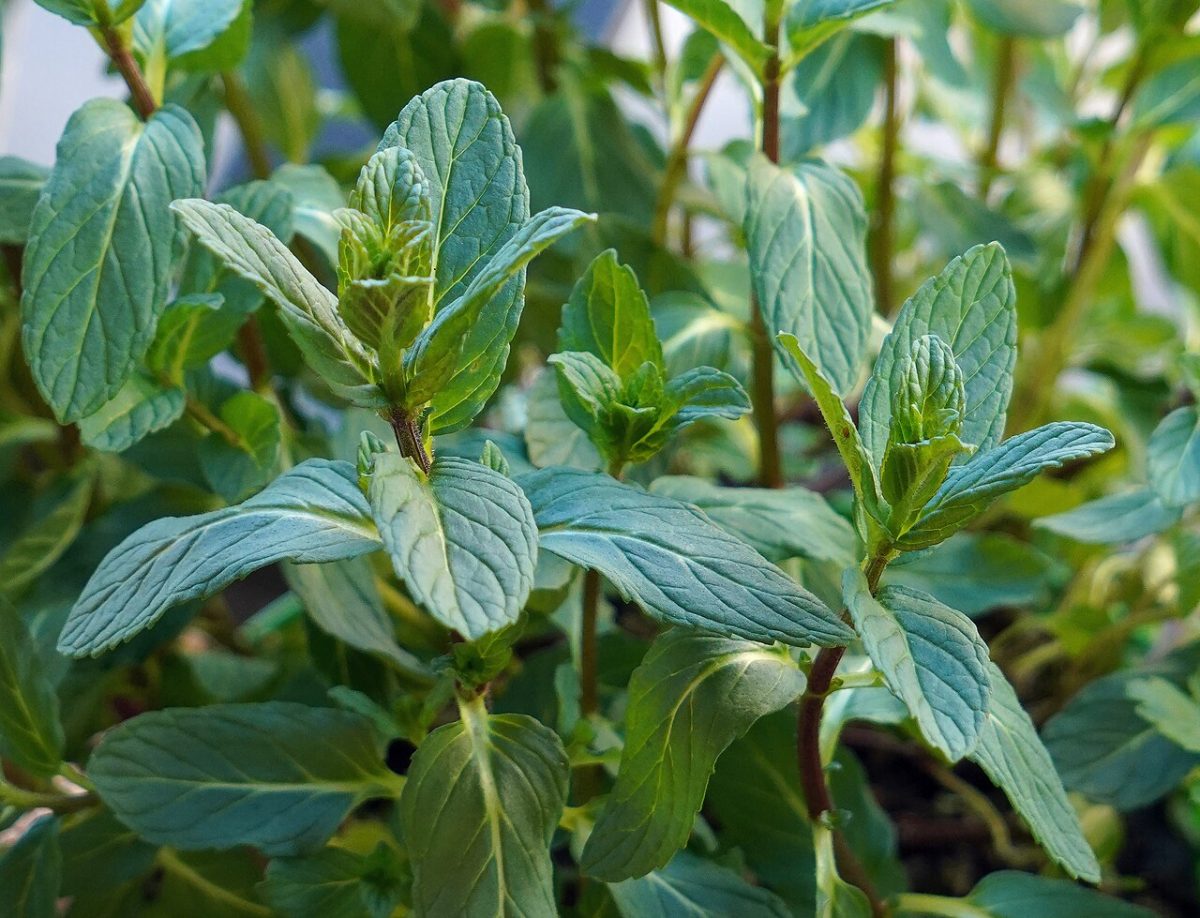 Menthe