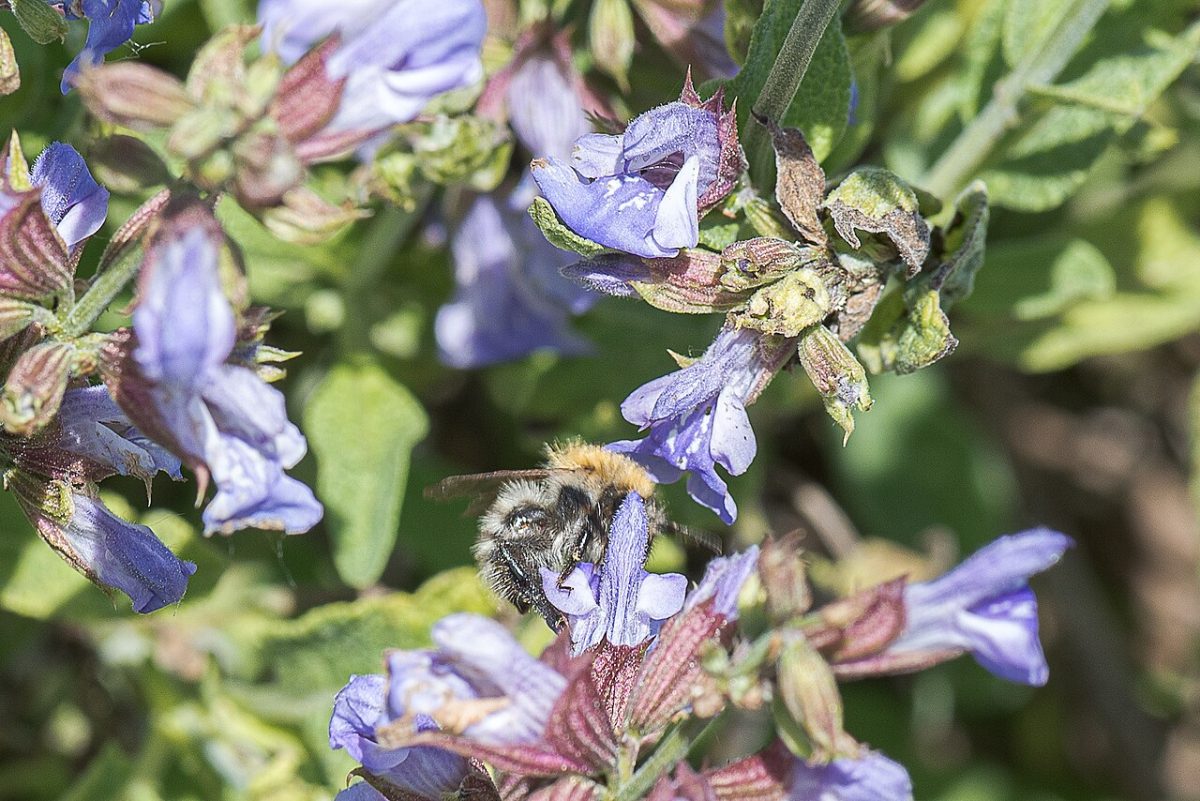 Sauge officinale