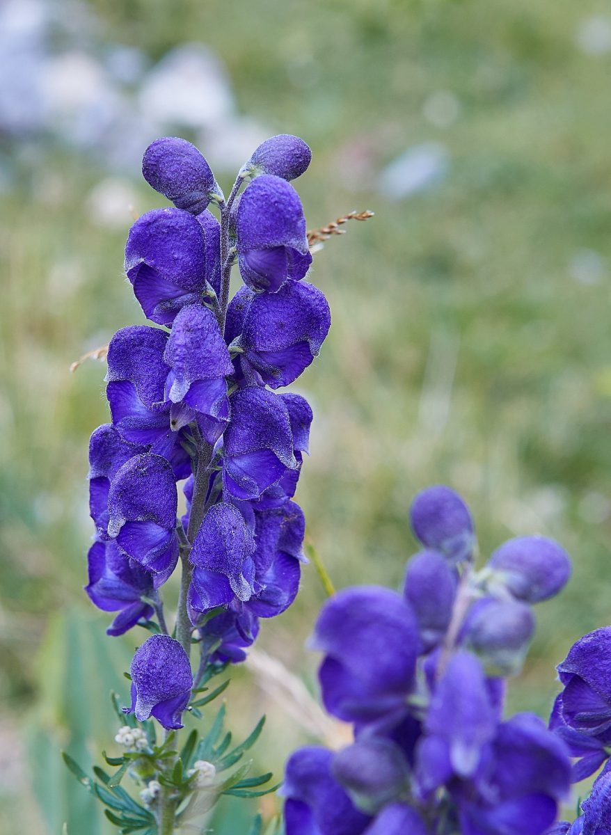 Aconit napel — Aconitum napellus