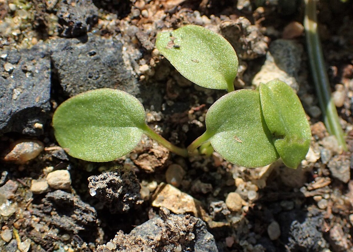 Aconit tue-loup — Aconitum lycoctonum