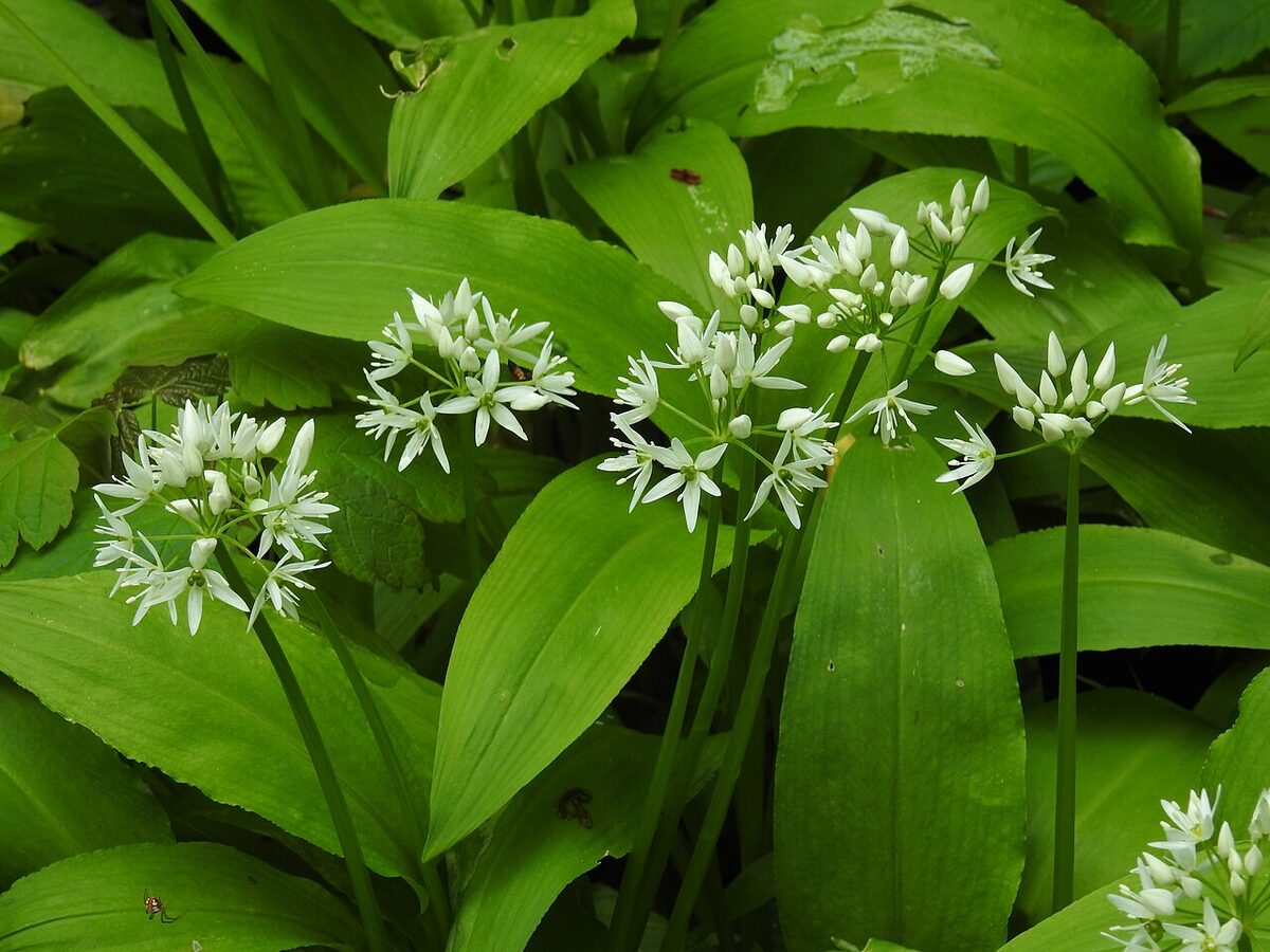 Ail des ours — Allium ursinum