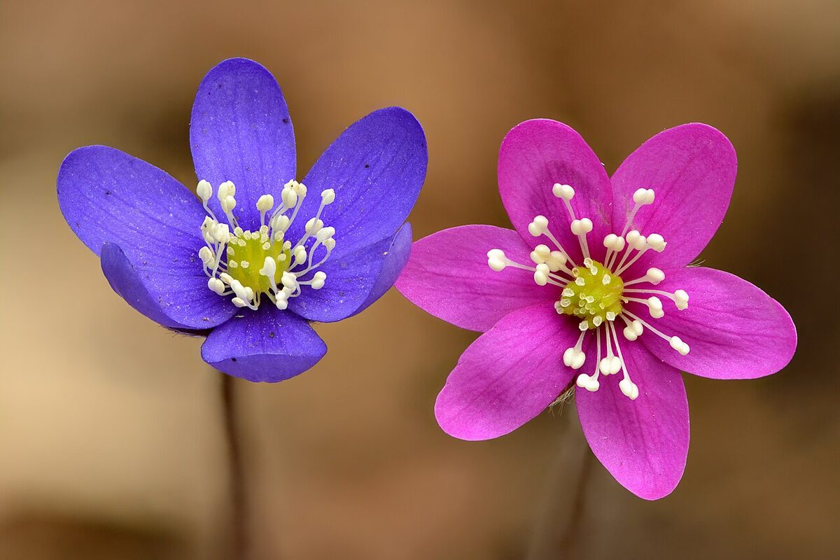 Hépatique à trois lobes — Hepatica nobilis