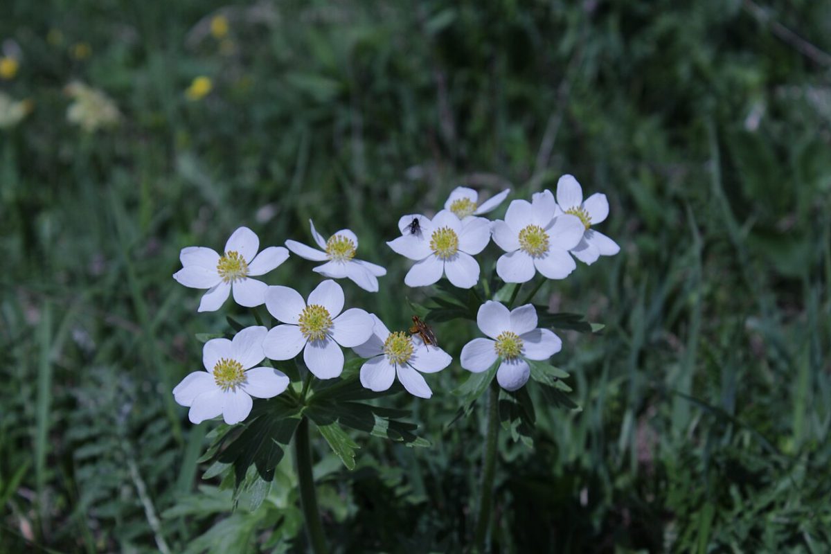 Anémone à fleurs de narcisse — Anemonastrum narcissiflorum