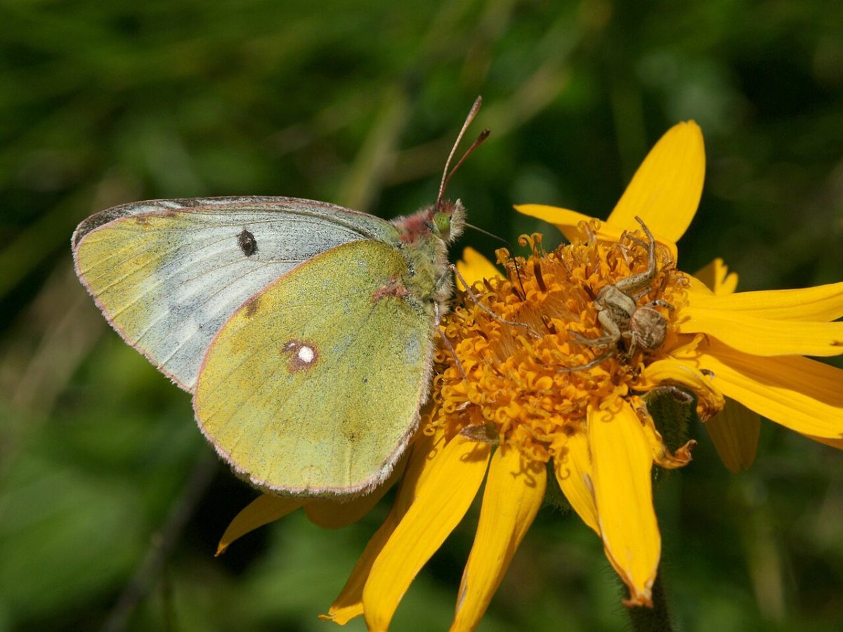 Arnica des montagnes — Arnica montana