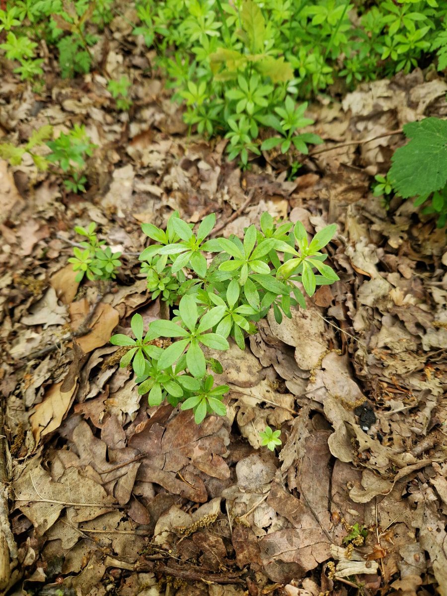 Aspérule odorante — Galium odoratum