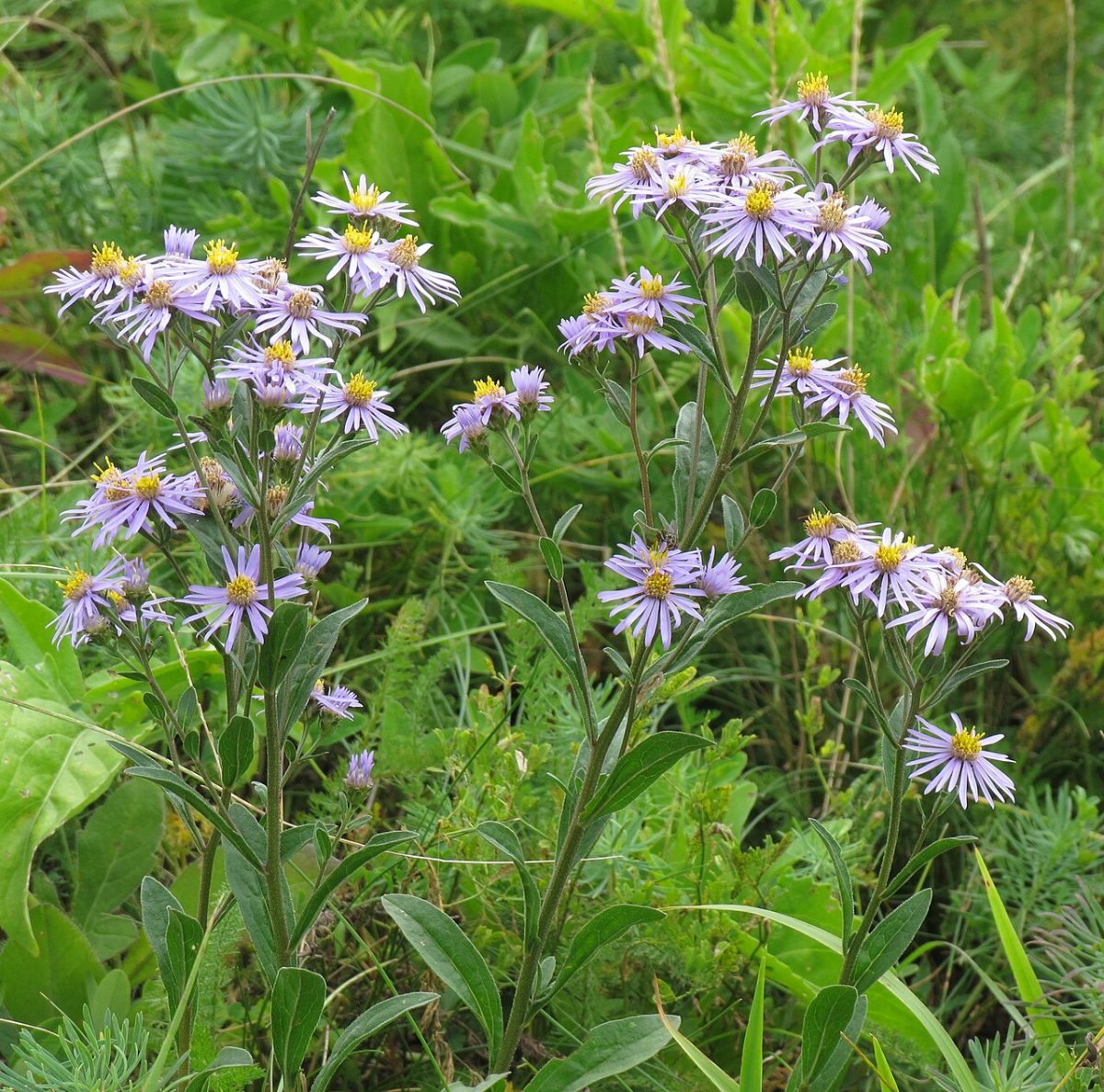 Aster amelle — Aster amellus