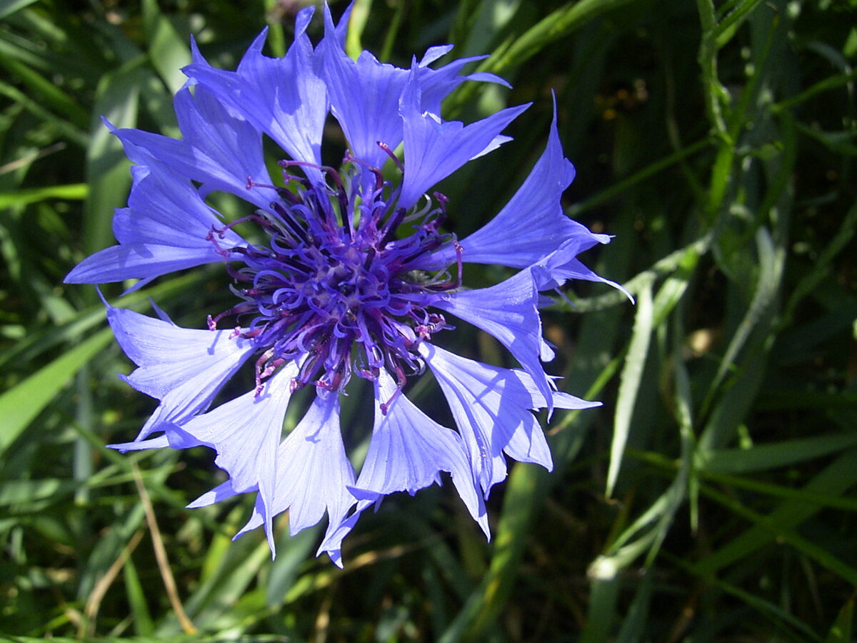 Bleuet des champs — Centaurea cyanus