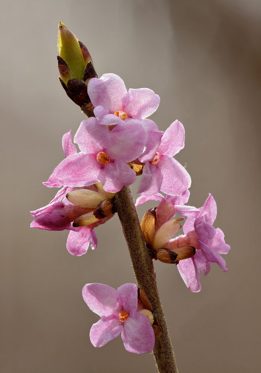 Bois-joli (Daphné mézéréon) — Daphne mezereum