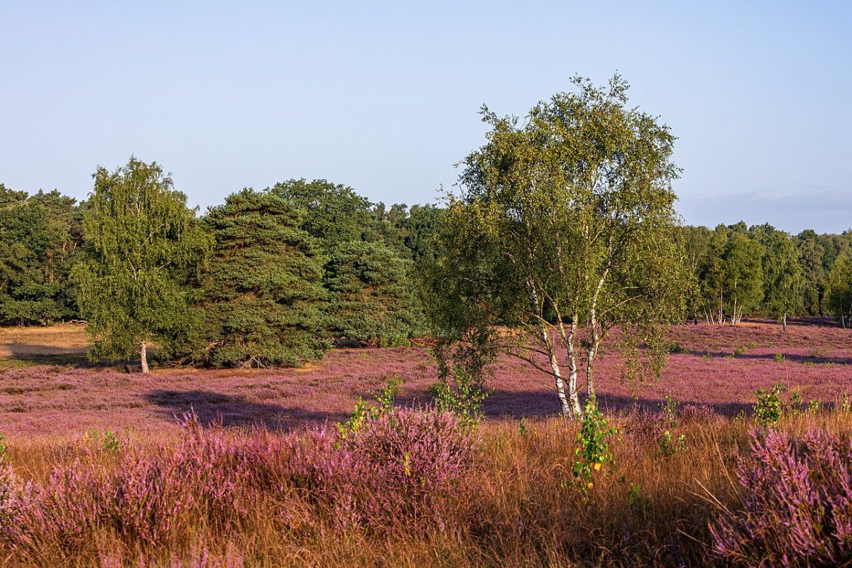 Callune (bruyère commune) — Calluna vulgaris