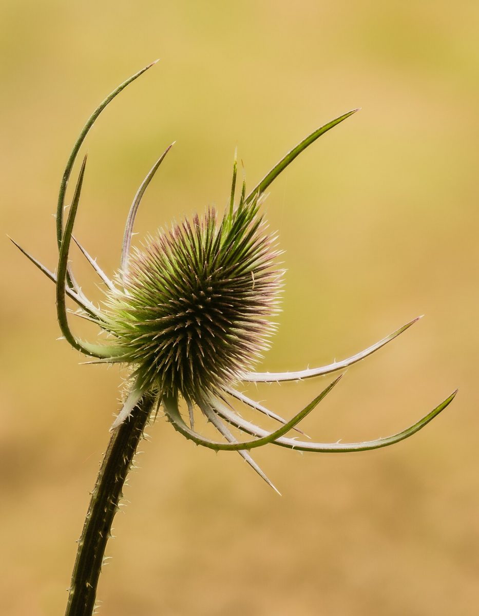Cardère sauvage (cabaret des oiseaux) — Dipsacus fullonum