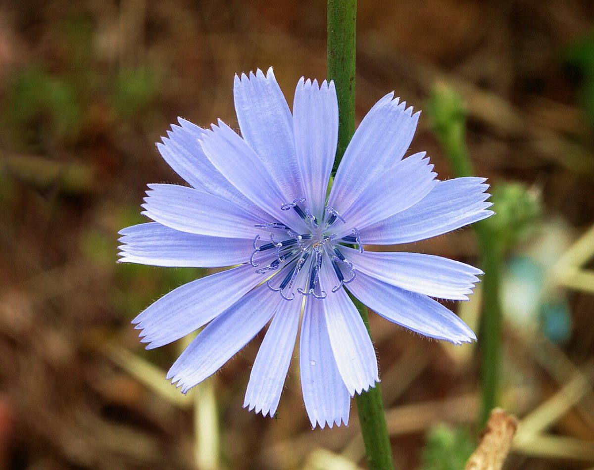 Chicorée sauvage — Cichorium intybus