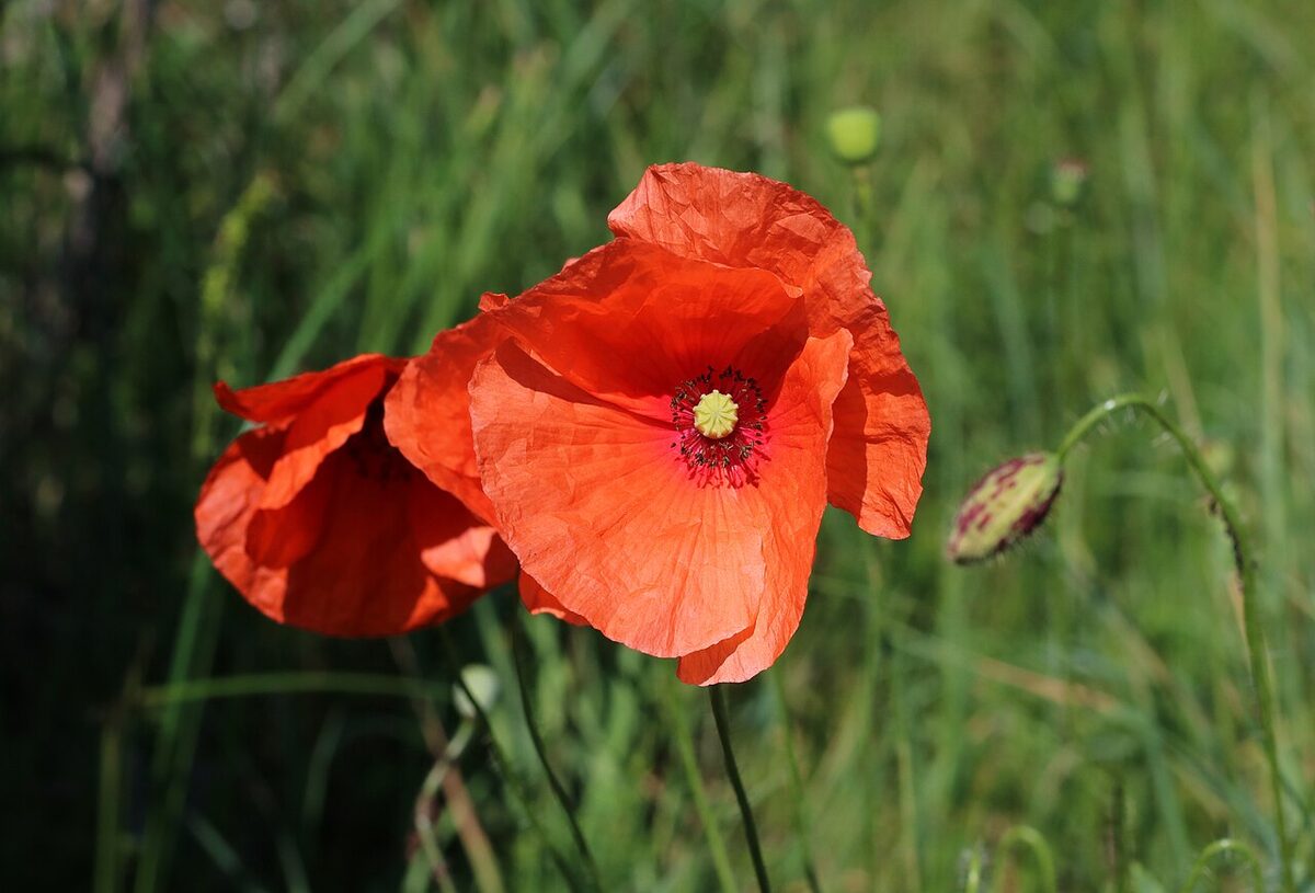 Coquelicot — Papaver rhoeas
