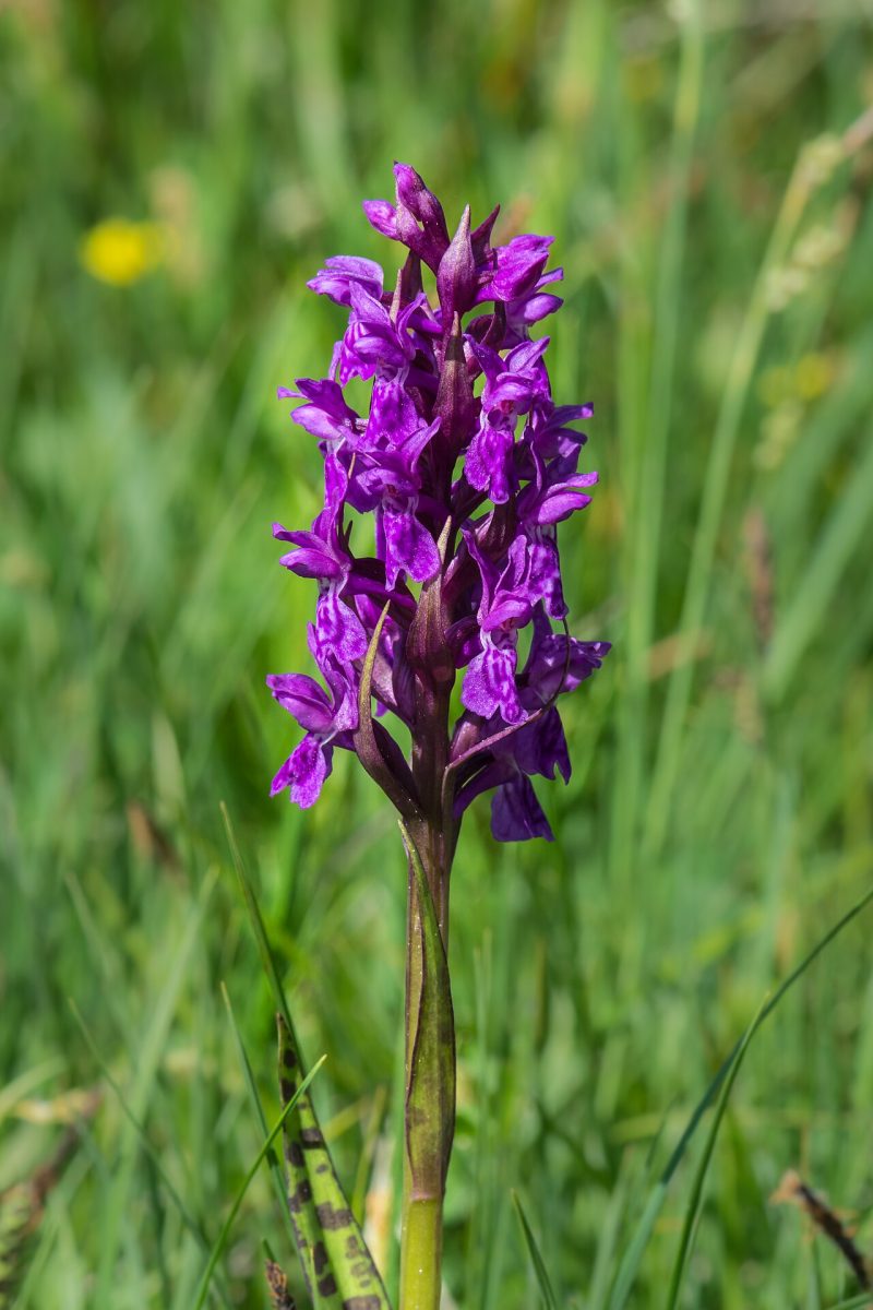 Orchis de mai (dactylorhize) — Dactylorhiza majalis