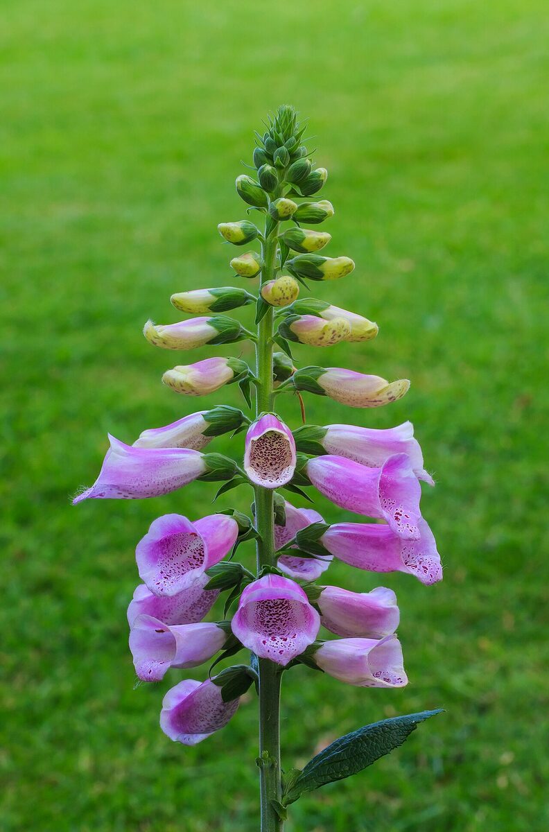 Digitale pourpre — Digitalis purpurea