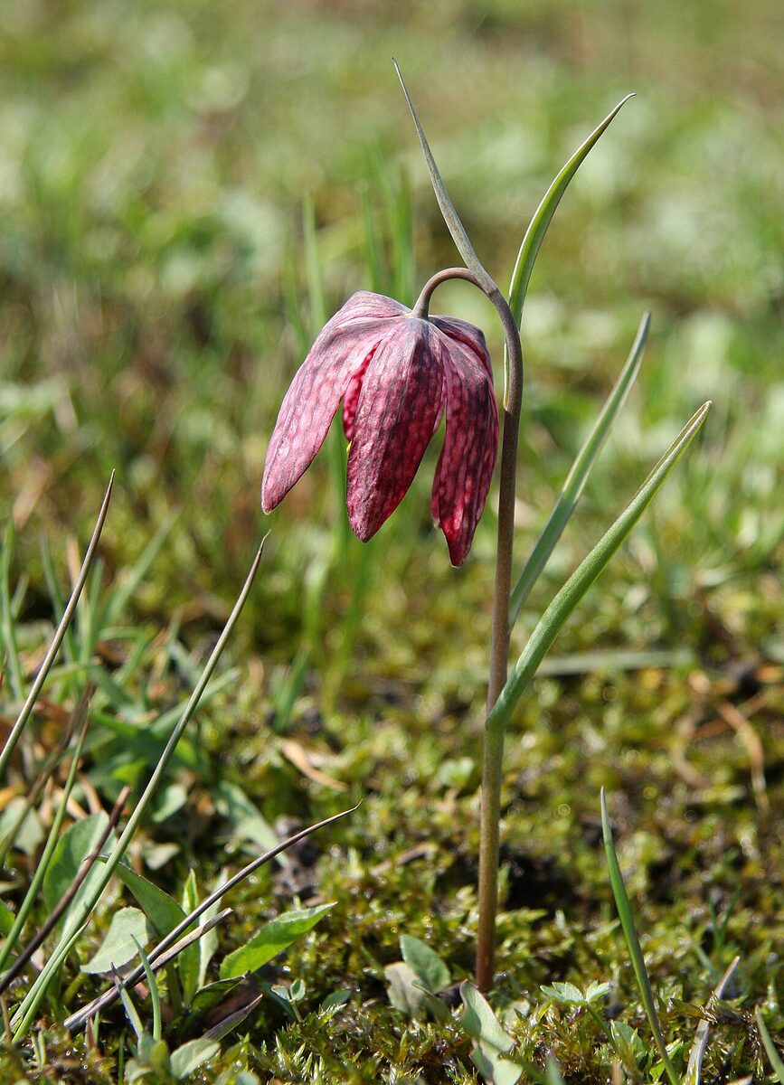 Fritillaire pintade — Fritillaria meleagris