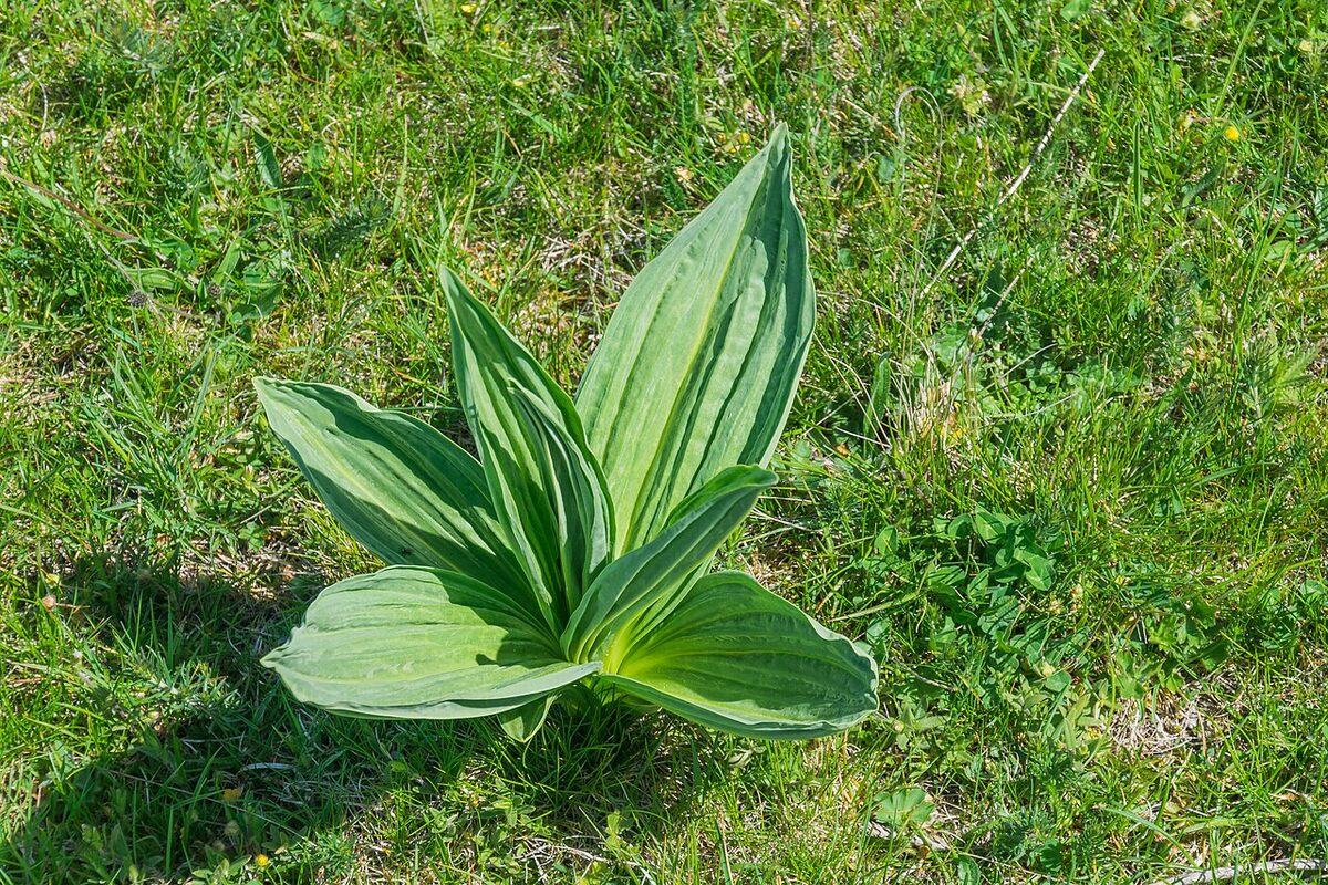 Gentiane jaune — Gentiana lutea