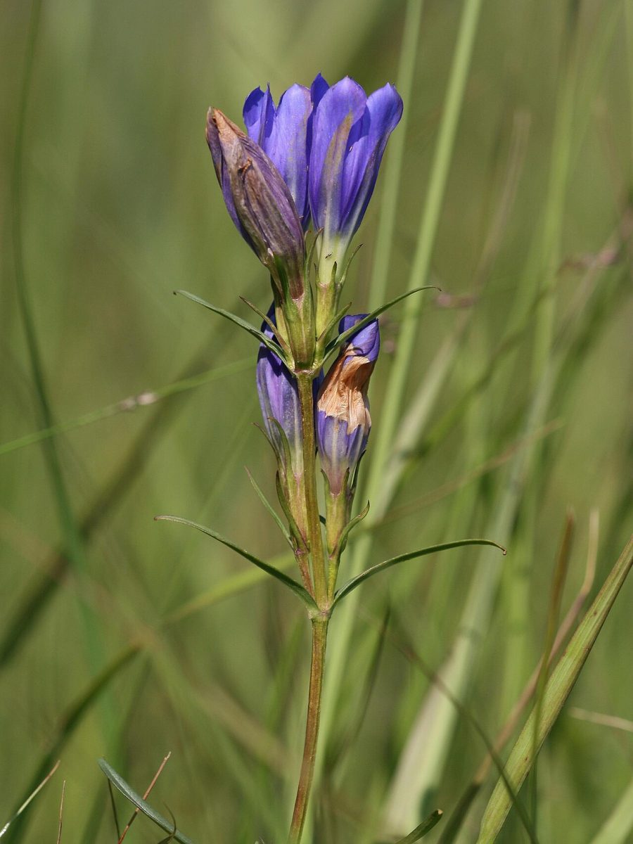 Gentiane pneumonanthe — Gentiana pneumonanthe