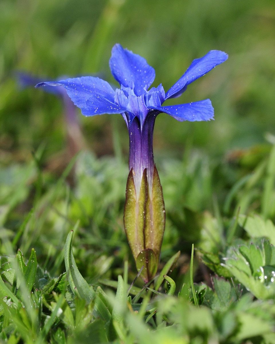 Gentiane printanière — Gentiana verna