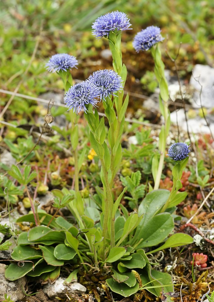 Globulaire allongée — Globularia bisnagarica
