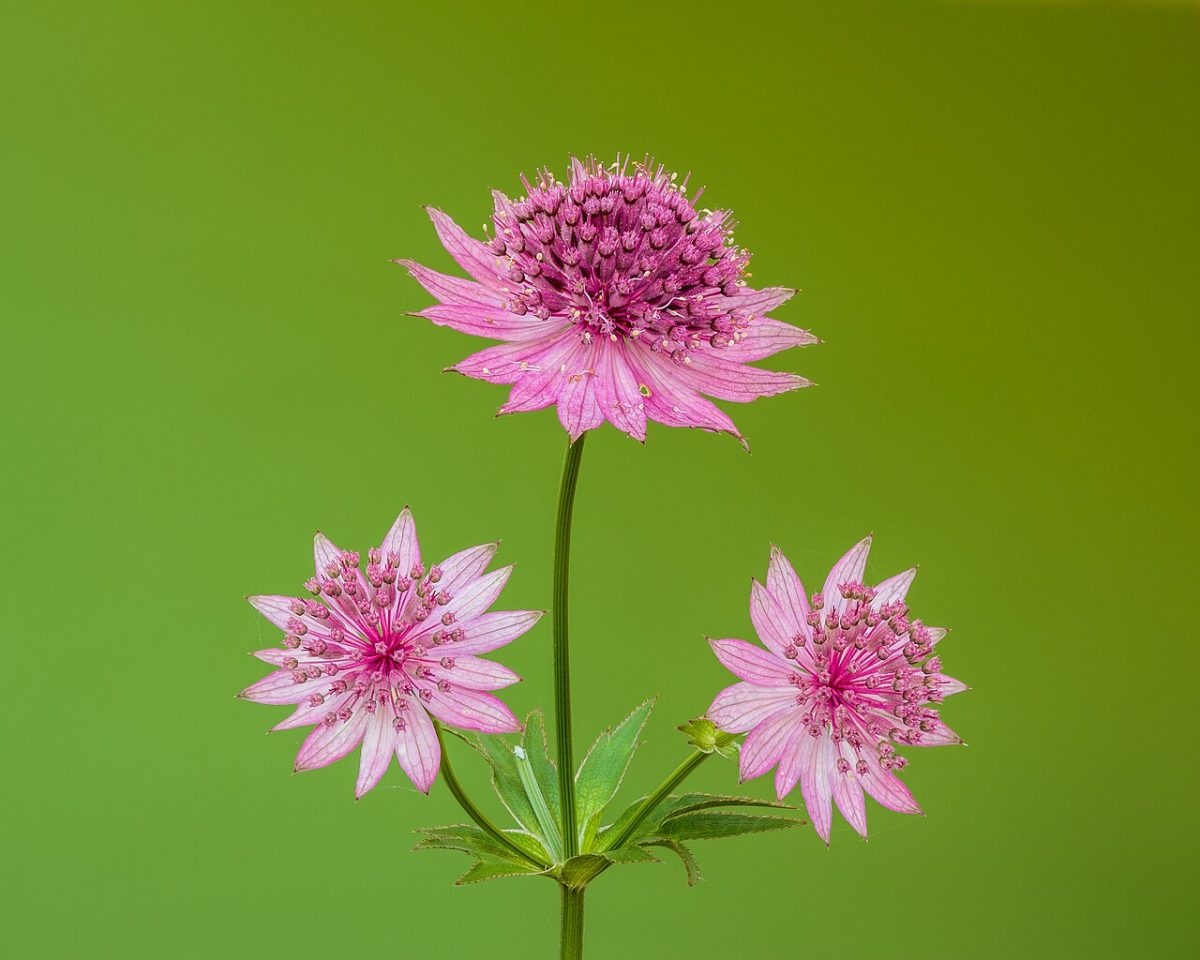 Grande astrance — Astrantia major