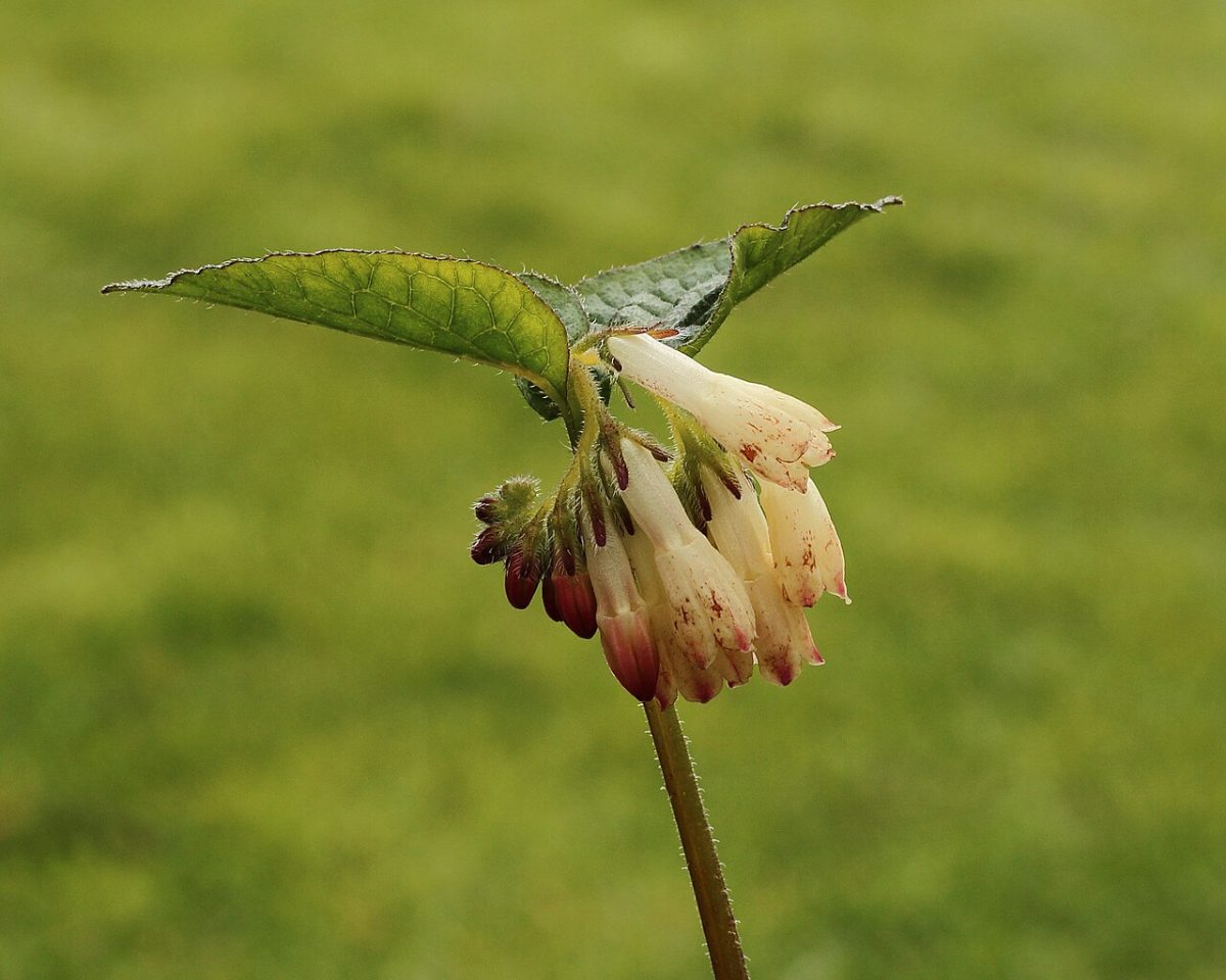 Grande consoude — Symphytum officinale