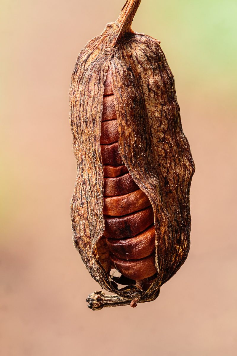 Iris des marais — Iris pseudacorus
