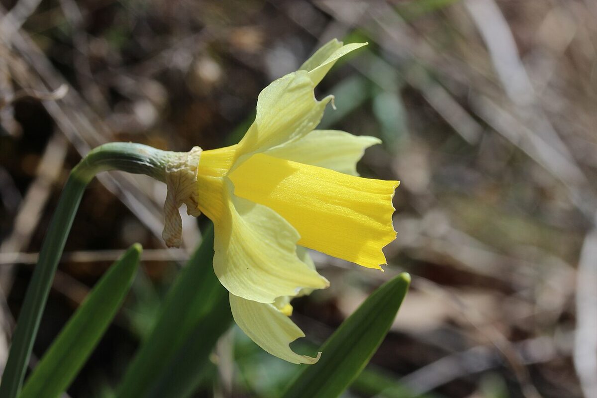 Jonquille sauvage — Narcissus pseudonarcissus