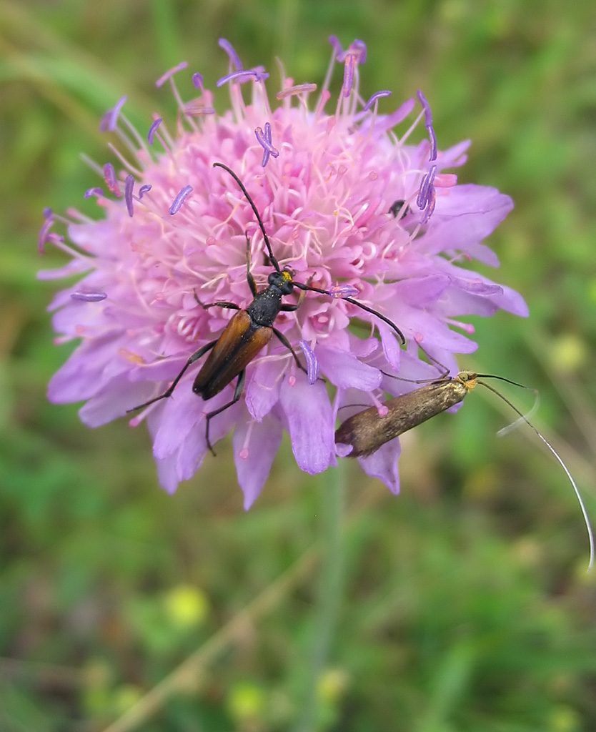 Knautie des champs — Knautia arvensis