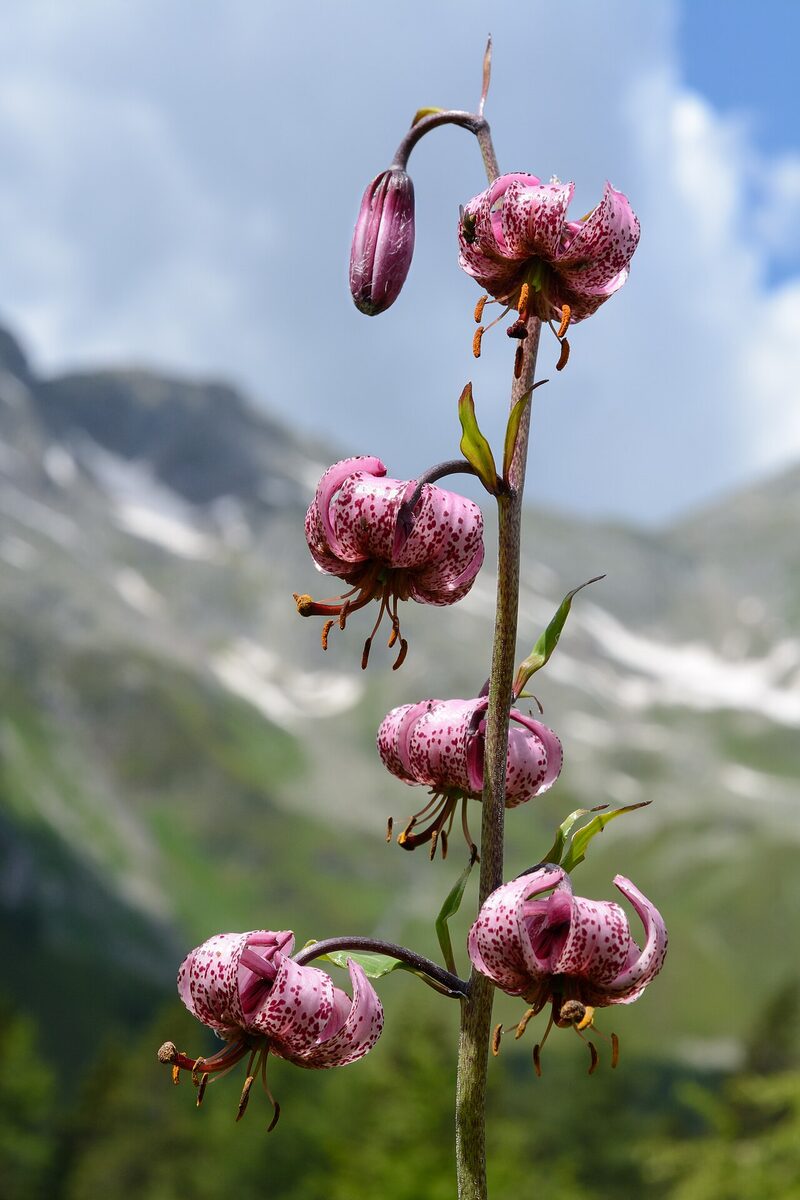 Lis martagon — Lilium martagon