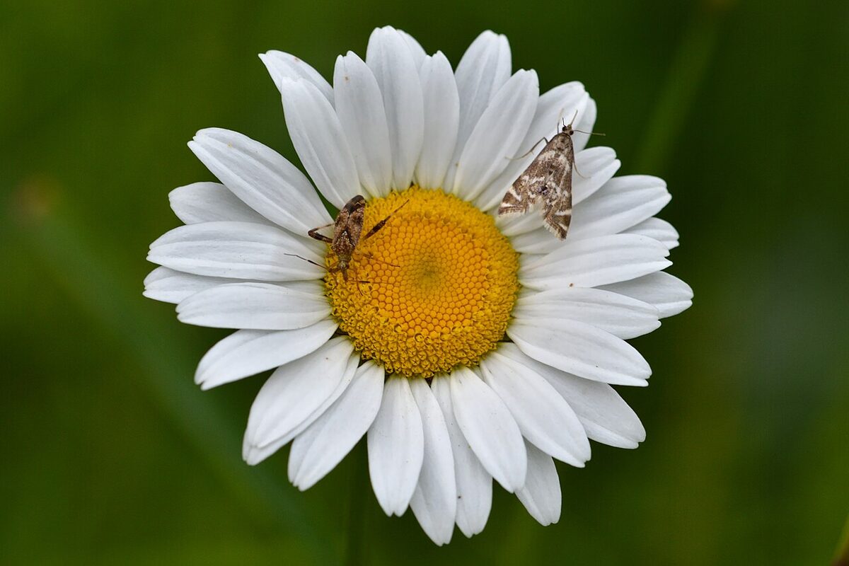 Marguerite commune — Leucanthemum vulgare