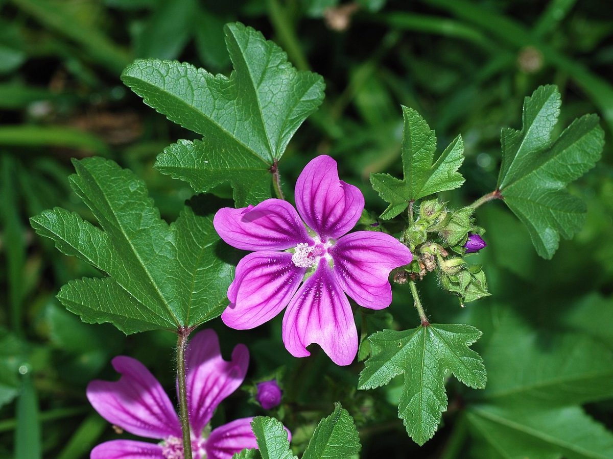 Mauve sauvage — Malva sylvestris