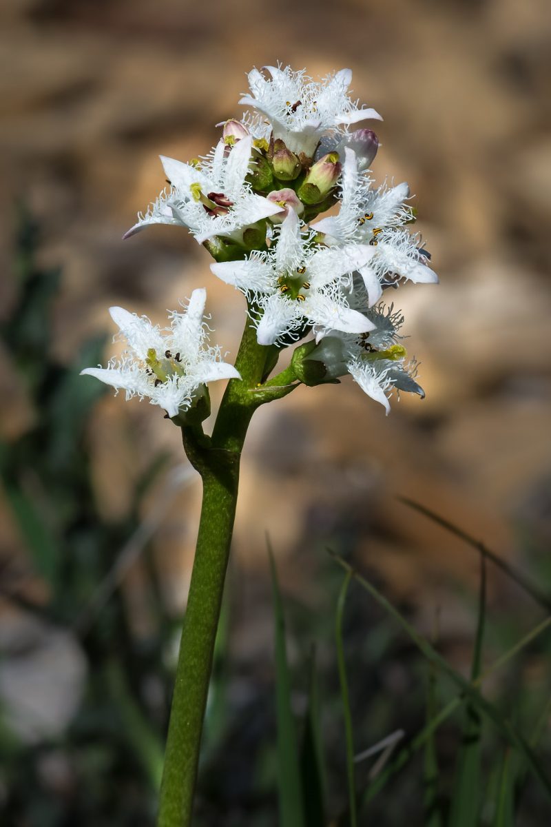 Trèfle d'eau (ményanthe) — Menyanthes trifoliata
