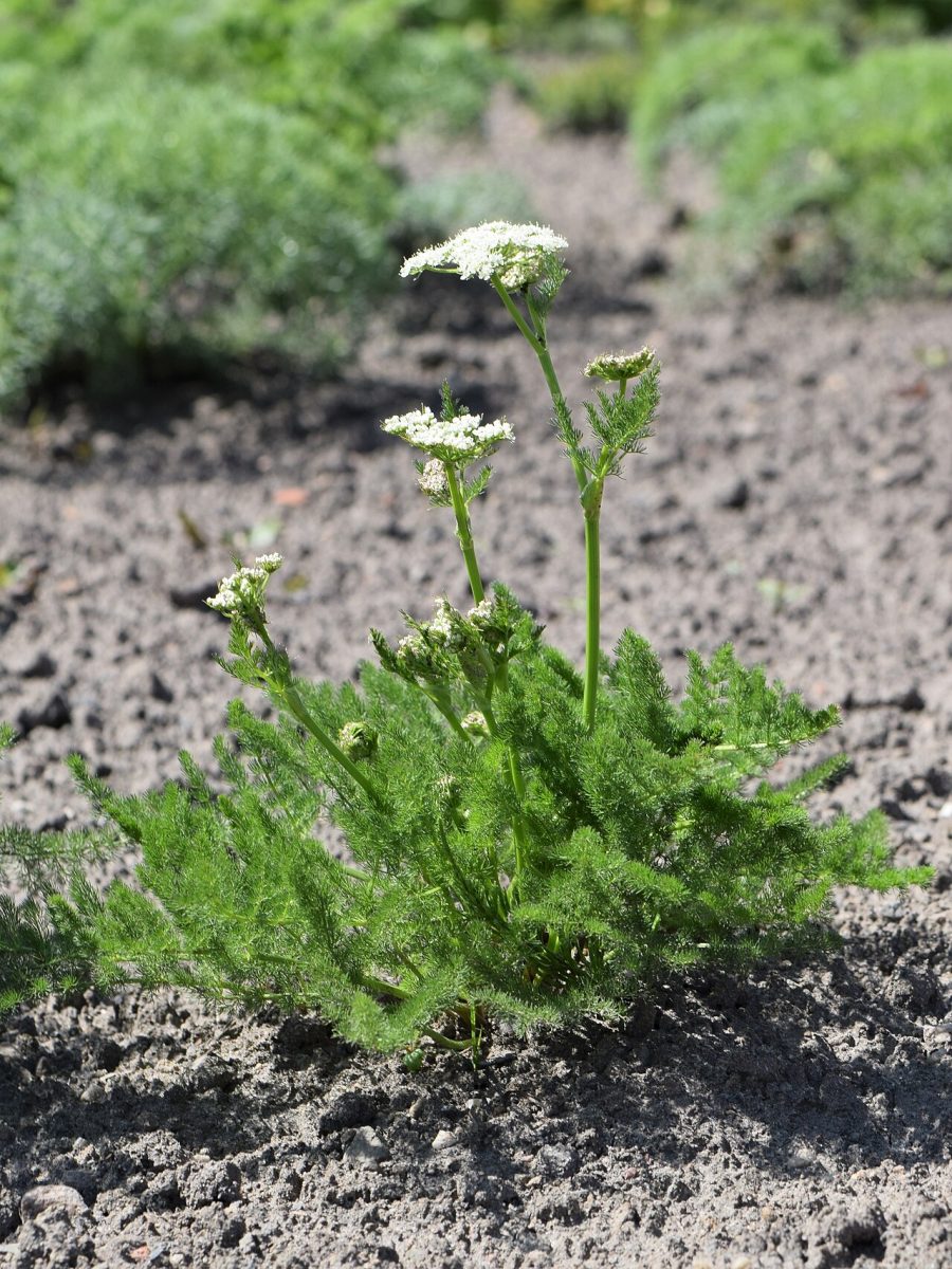 Cistre (fenouil des Alpes) — Meum athamanticum