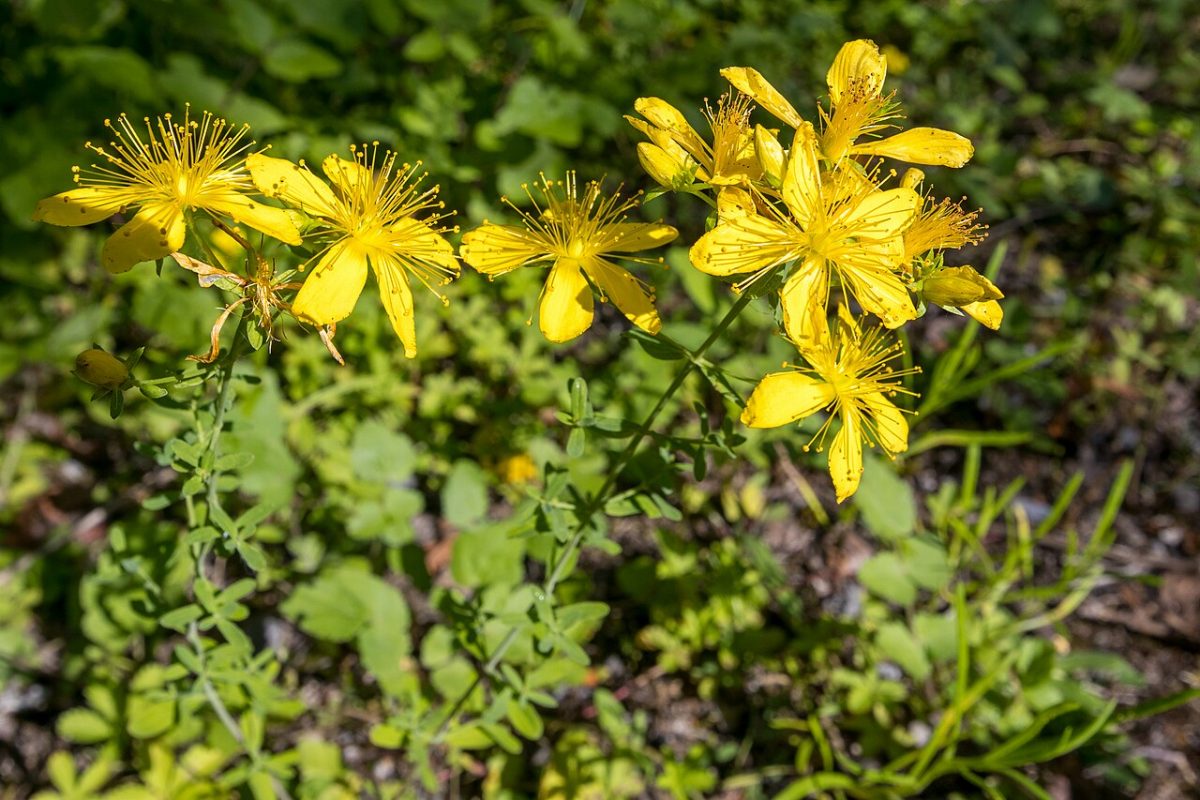 Millepertuis perforé — Hypericum perforatum