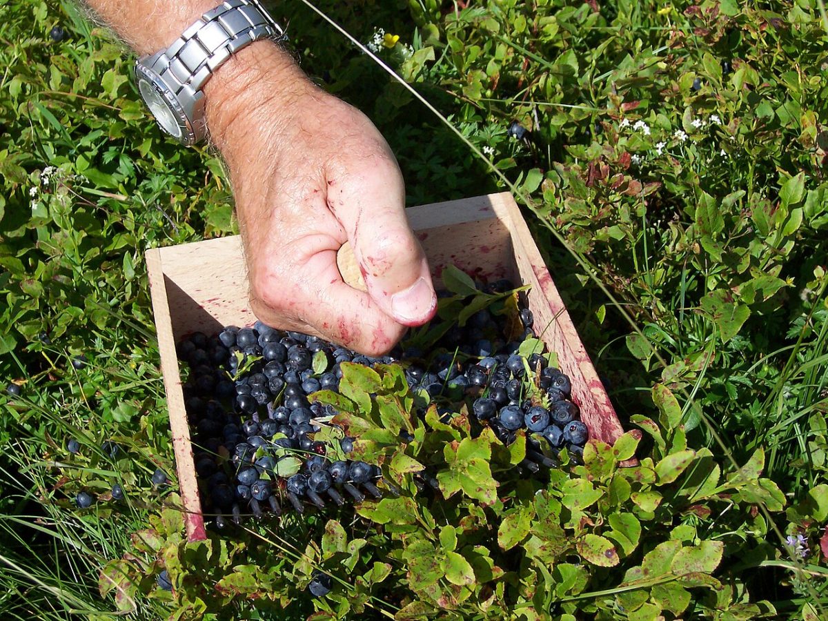 Myrtille sauvage — Vaccinium myrtillus