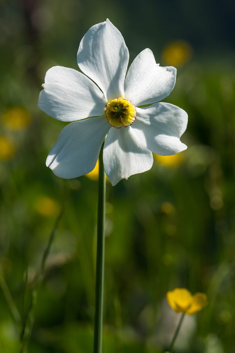 Narcisse des poètes — Narcissus poeticus