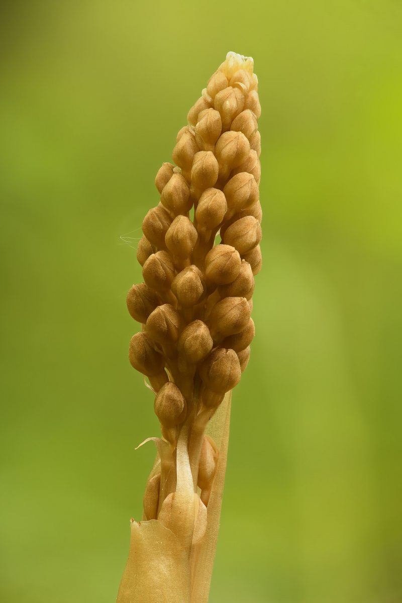 Néottie nid-d'oiseau — Neottia nidus-avis