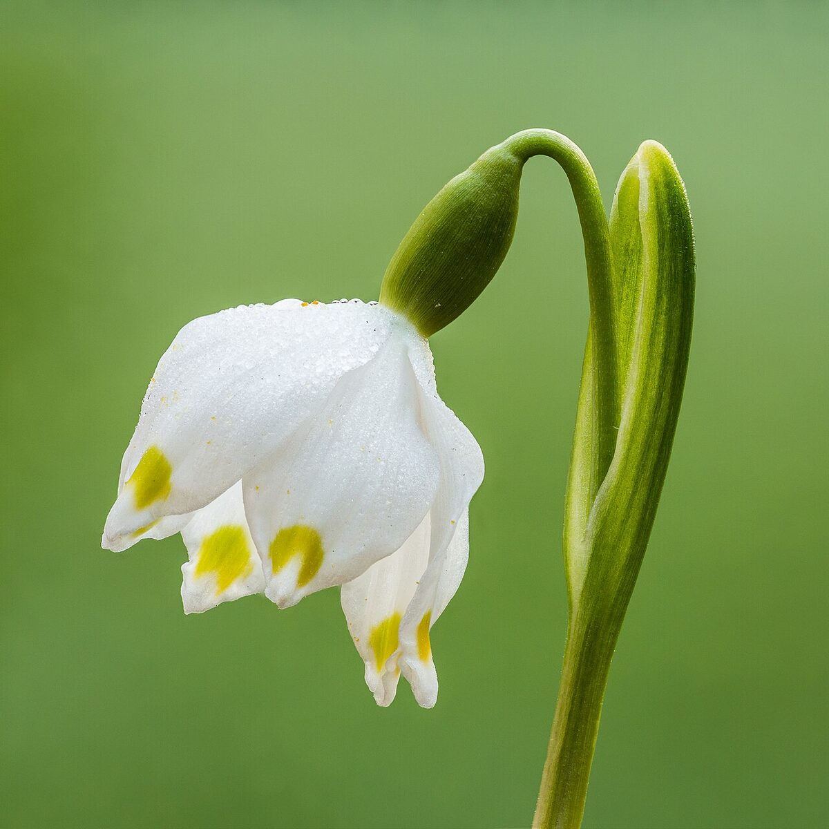Nivéole de printemps — Leucojum vernum