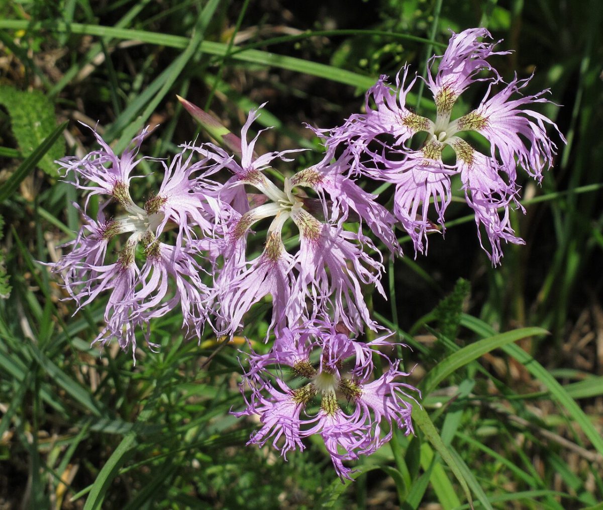 Œillet superbe — Dianthus superbus