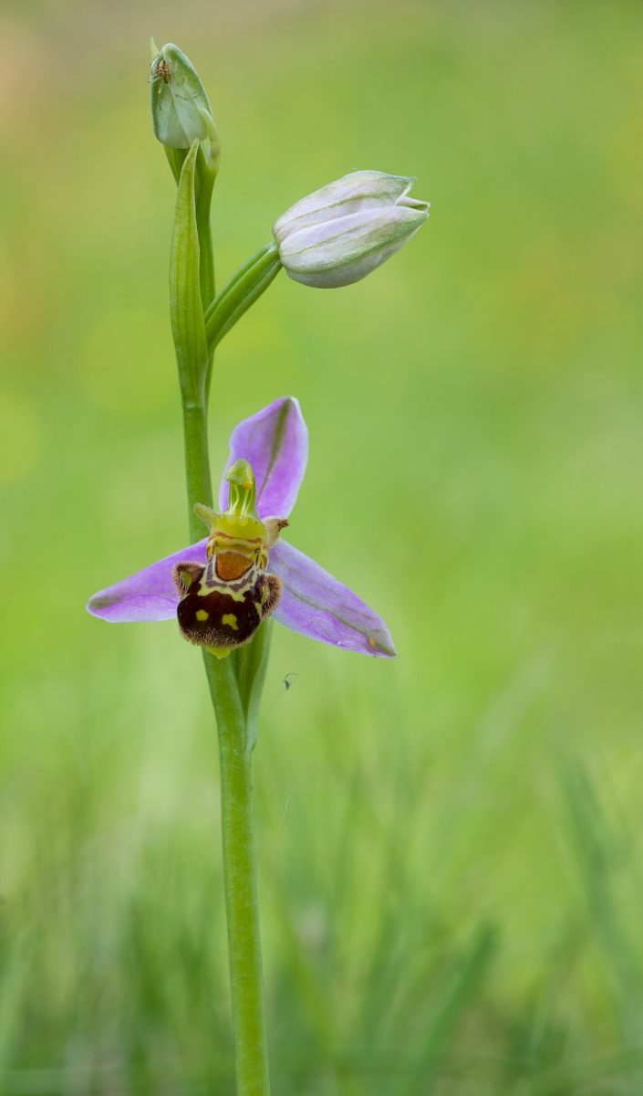 Ophrys abeille — Ophrys apifera