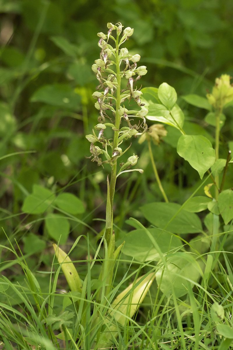 Orchis bouc — Himantoglossum hircinum
