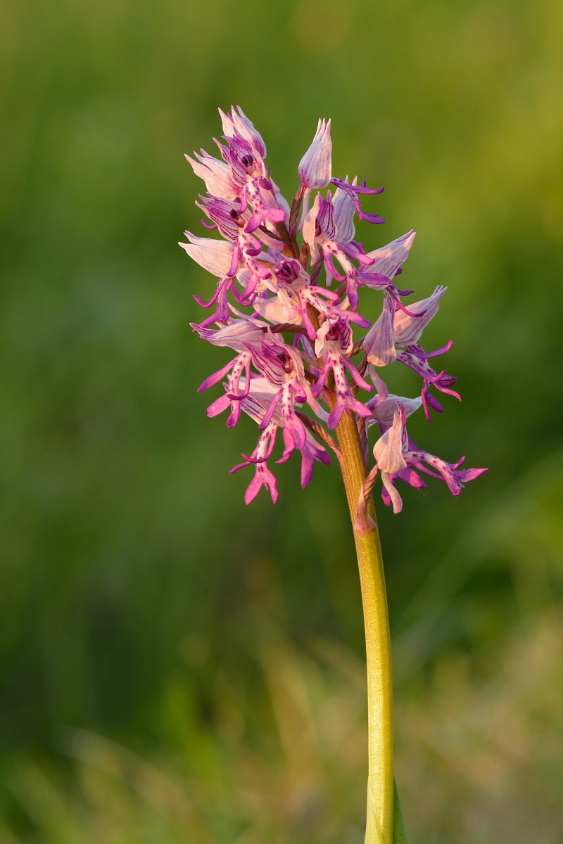 Orchis militaire — Orchis militaris