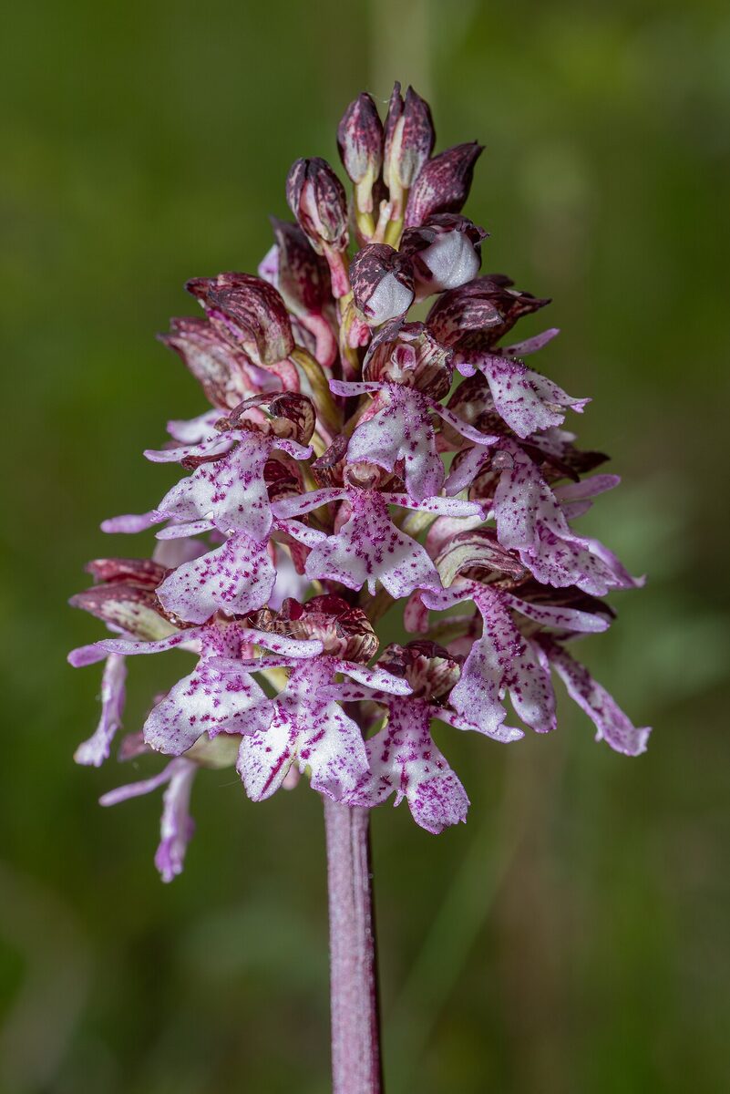 Orchis pourpre — Orchis purpurea