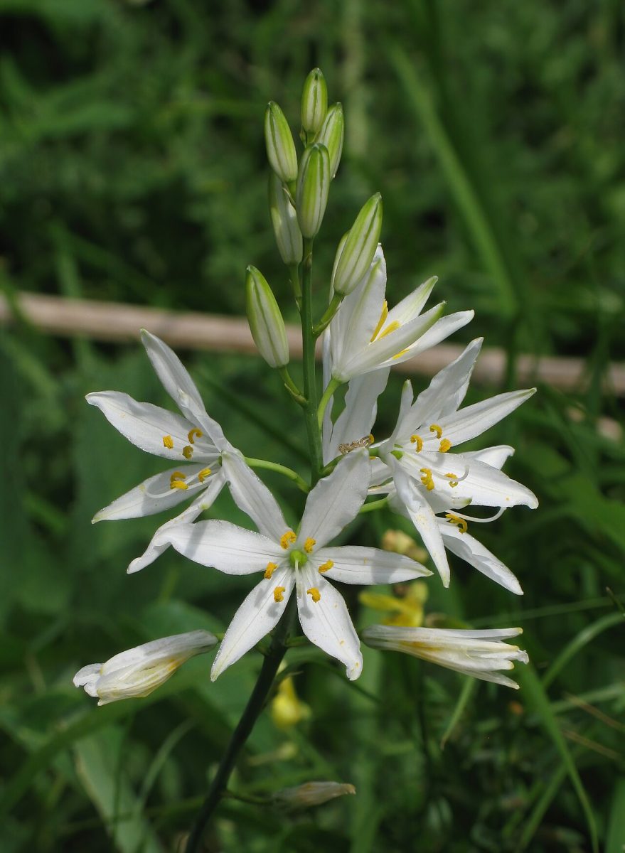 Phalangère à fleurs de lis — Anthericum liliago