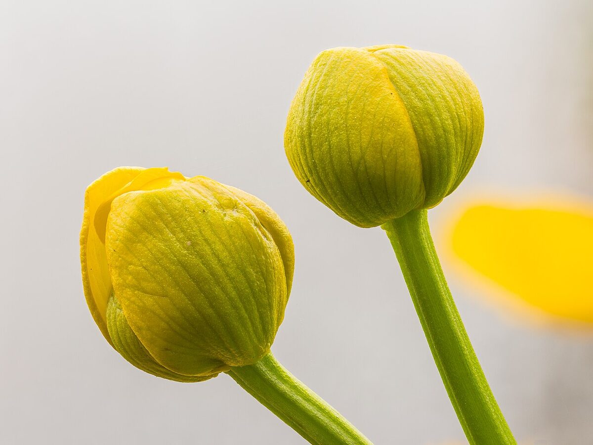 Populage des marais — Caltha palustris