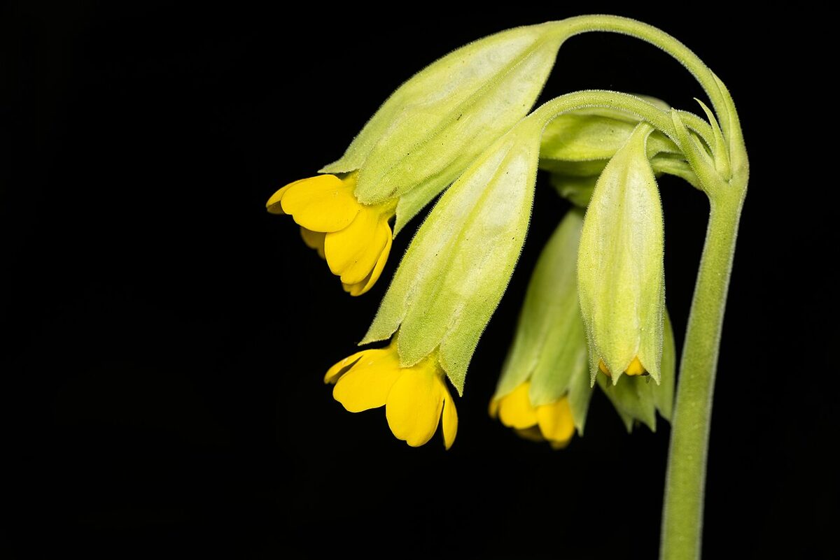Primevère officinale (coucou) — Primula veris