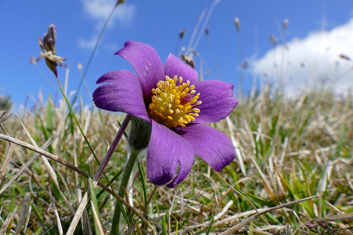 Anémone pulsatille — Pulsatilla vulgaris