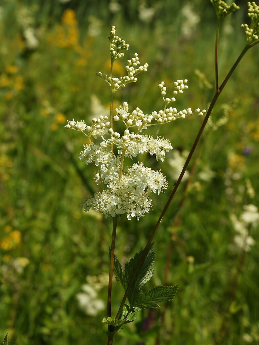 Fleurs sauvages de l'été : observer sans arracher